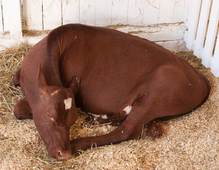 Let Sleeping Cows Lie